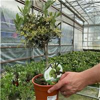 Accelopack Mini Olive 90cm White Plant