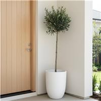 Doorstep Plants Olive 5L White Plant