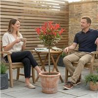 Accelopack Photinia Red Robin 2L Red Plant