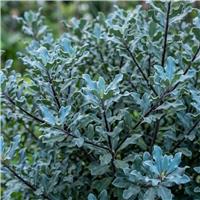 Accelopack Pittosporum 250cm Blue Evergreen Shrub Plant