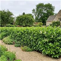 Accelopack Prunus Rotundifolia 150cm White Perennial Plant