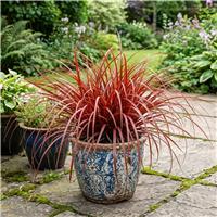 Accelopack Uncinia Everflame 40cm Red Ornamental Plant