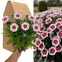 Accelopack Dart 40cm Red and White Dianthus Plant