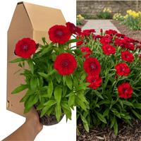 Accelopack Dart 40cm Scarlet Dianthus Plant