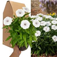 Accelopack Dart 40cm White Dianthus Plant