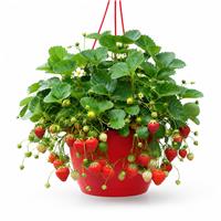 Accelopack 60cm Red Strawberry Plant