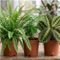Doorstep Plants Fern and Texture Multicolour House Plant - Pack of 3