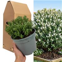 Doorstep Plants Hebe Sutherlandii White Shrub Plant