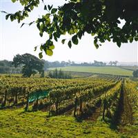 Buyagift Wine Or Beer Tasting For Two Gift Experience