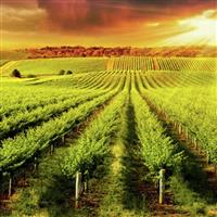 Buyagift Vineyard Tour and Tasting for Two Gift Experience