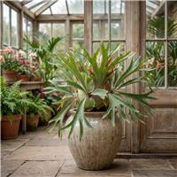 Doorstep Plants Staghorn Fern House Plant