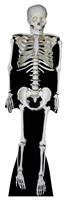 Star Cutouts Skeleton Cardboard Cutout