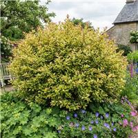 Doorstep Plants Lophomyrtus Golden Dragon Shrub Plant