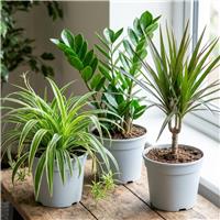 Doorstep Plants Easy Care Green House Plant - Pack of 3