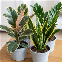 Doorstep Plants Modern Minimalist House Plant - Pack of 3