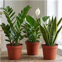Doorstep Plants Low Light House Plant - Pack of 3