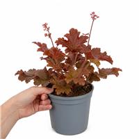 Doorstep Plants Heuchera Melting Fire Perennial Plant