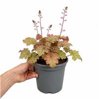 Doorstep Plants Heuchera Pink Fizz Perennial Plant