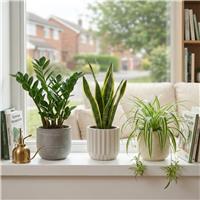 Doorstep Plants Beginner Friendly House Plant - Pack of 3
