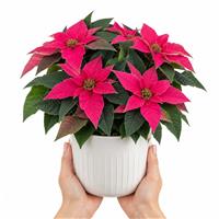 Doorstep Plants Princettia Poinsettia Dark Pink House Plant