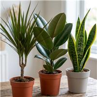 Doorstep Plants Architectural Multicolour House Plant - Pack of 3