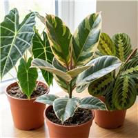 Doorstep Plants Statement Foliage House Plant - Pack of 3