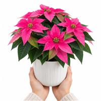Doorstep Plants Princettia Hot Pink House Plant