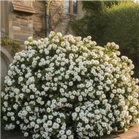 Doorstep Plants Choisya Ternata White Shrub Plant