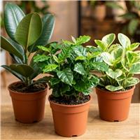 Doorstep Plants 