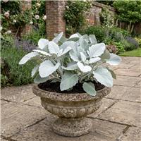 Doorstep Plants Senecio Angel Wings Yellow Perennial Plant