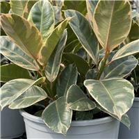 Doorstep Plants Ficus Tineke House Plant