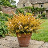 Doorstep Plants Diosma Sunset Gold Pink Shrub Plant