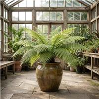 Doorstep Plants Boston Fern Tree Plant