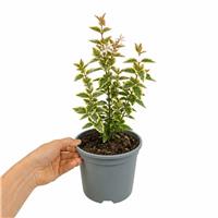 Doorstep Plants Francis Mason Abelia Multicolour Shrub Plant