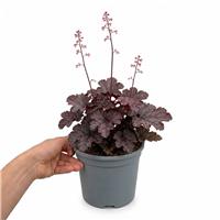 Doorstep Plants Heuchera Huckleberry Perennial Plant