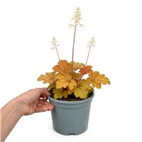 Doorstep Plants Heuchera Caramel Pink Perennial Plant