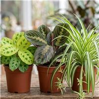 Doorstep Plants Pet Friendly House Plant - Pack of 3
