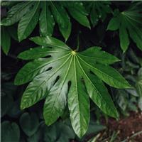 Doorstep Plants Fatsia Japonica White Shrub Plant