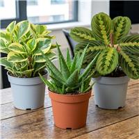 Doorstep Plants Office-Friendly House Plant - Pack of 3