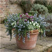 Doorstep Plants Rosemary Blue Winter Blue Herb Plant - Pack of 3