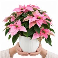 Doorstep Plants Poinsettia Pink House Plant