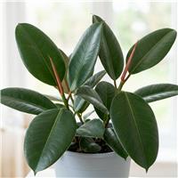 Doorstep Plants Ficus Robusta House Plant