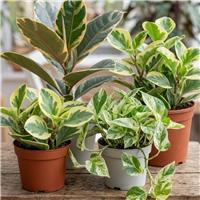 Doorstep Plants Variegated Multicolour House Plant - Pack of 3