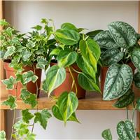 Doorstep Plants Trailing House Plant - Pack of 3