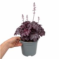 Doorstep Plants Heuchera Wildberry Pink Perennial Plant