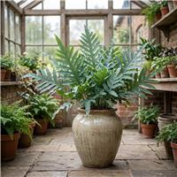 Doorstep Plants Blue Star Fern House Plant
