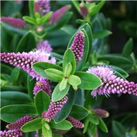Doorstep Plants Hebe New Zealand Gold Multicolour Shrub Plant