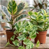 Doorstep Plants Designer Variegated House Plant - Set of 3