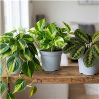 Doorstep Plants Tropical House Plant - Pack of 3