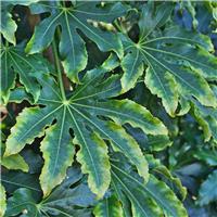 Doorstep Plants Fatsia Japonica Camouflage Shrub Plant